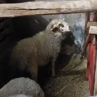 بره نر