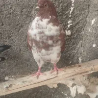 باسلام خدمت دوستان کبوتر هرسه تاش یک میلیون|پرنده|هرسین, |دیوار