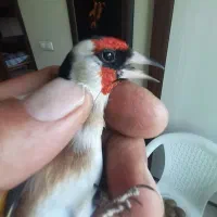 سهره نر بستان اباد تک بخون سفت|پرنده|اصفهان, ملک‌شهر|دیوار