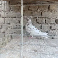 تعدادی کبوتر همه چی هسن غیر از پلاکی وطوقی