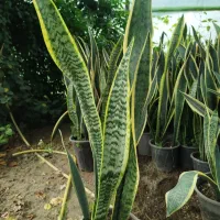 سانسوریا شمشیری