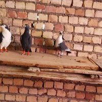 کفتر|پرنده|مشهد, كنويست|دیوار