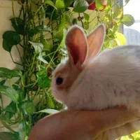 خرگوش|موش و خرگوش|تهران, حصارک|دیوار