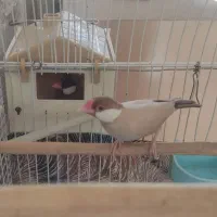 فنچ نرگسی مصری جاوا|پرنده|شیراز, شاهچراغ|دیوار