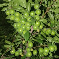 فروش باغ ویلا شرفخانه|فروش خانه و ویلا|تسوج, |دیوار