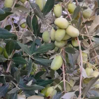 زیتون درشت و خوش رنگ..