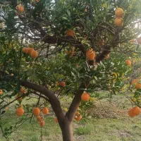 پرتقال خونی ونارنج و کیوی|خوردنی و آشامیدنی|قائم‌شهر, |دیوار