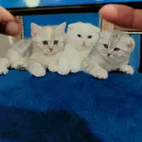 گربه اسکاتیش|گربه|شیراز, قلات|دیوار