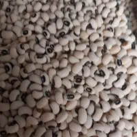 لوبیا چشبلبلی