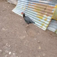 مرغ وخروس لاری|حیوانات مزرعه|رشت, آب آسیاب|دیوار