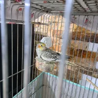 طوطی عروس|پرنده|چالوس, |دیوار