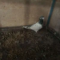 کفتر تهرونی سالم|پرنده|خمینیشهر, |دیوار