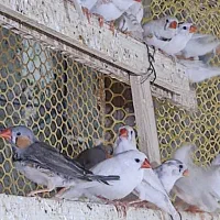 حراج پاپیزه فنچ . به تعداد 400قطعه