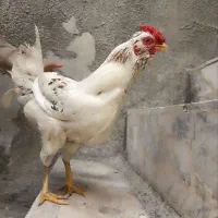 خروس گلین چهل تاج