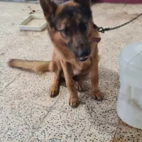 واگزاری سگ ژرمن