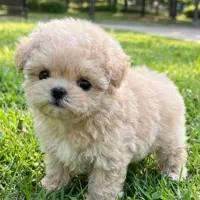 پودل مالتیز