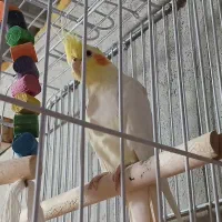 عروس هلندی سرحال و بازیگوش جفت