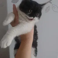 گربه بریتیش ماده(جفت گیری)