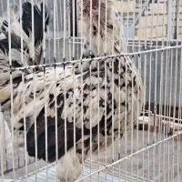 مرغ کرچ گلین