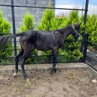 اسب|اسب و تجهیزات اسبسواری|لاهیجان, لیالستان|دیوار