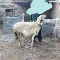 قوچ پوست گاوی خال سیاه ابرقوچ واقعی