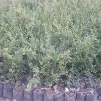 پیراکانتا