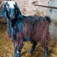 بزغاله. یکساله بیشمع