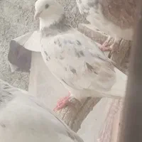 فروش دو تاکبوتر ماده تیر ماهی