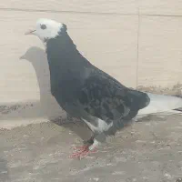 کفتر پرشی گرفتنی شماره دار