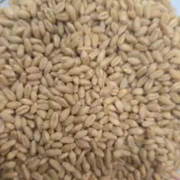 فروش گندم بذری