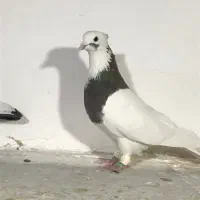 کبوتر پرنده|پرنده|قزوین, |دیوار