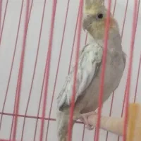 پرنده|پرنده|اسفراین, |دیوار