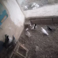 کبوتر پرشی زِرِی سفید و...|پرنده|خمینیشهر, |دیوار