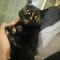 فلفلی خانم بریتیش عقیم شده رنگ تورتورایس