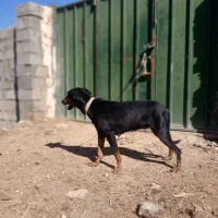 سگ دوبر من امریکایی|سگ|شاهین‌شهر, مسکن مهر|دیوار