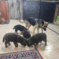 سگ حیوان خانگی