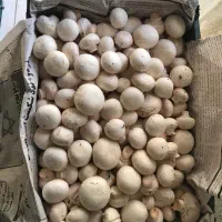 قارچ درجه ۲و درجه ۱ عمده و خورده|خوردنی و آشامیدنی|خوی, |دیوار