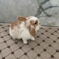 خرگوش لوپ سه عدد|موش و خرگوش|بابل, |دیوار