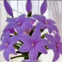 گل پیپ پاکن|زیورآلات و اکسسوری|قم, هفت تیر|دیوار