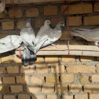 کبوتر  دم سیاه