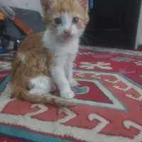 بچه گربه ۲ماهه نر واگذاری رایگان
