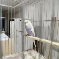 مرغ عشق|پرنده|فرخشهر, |دیوار