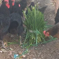 تخم مرغ نطفه دار