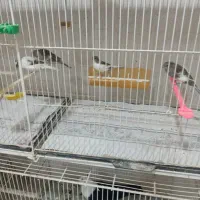 قناری نر کوتاه بلند خون