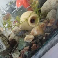 ماهی گوشتخوار