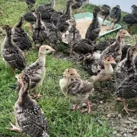 جوجه بوقلمون سینه پهن برنز آمریکایی
