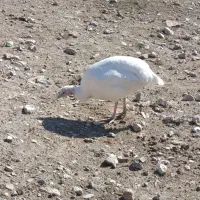 یک جفت بوقلمون سرحال وجوان