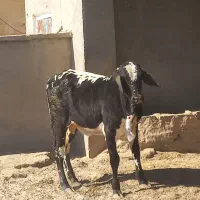 گاو سیستانی|حیوانات مزرعه|قرقری, |دیوار