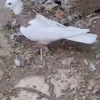 کبوتر طوقی|پرنده|کرج, شهرک بنفشه|دیوار