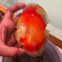 گله 4 عددی ماهی آکواریومی دیسکس تاپ گرید